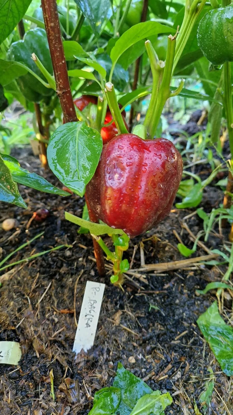 Bagira Heirloom Sweet Pepper