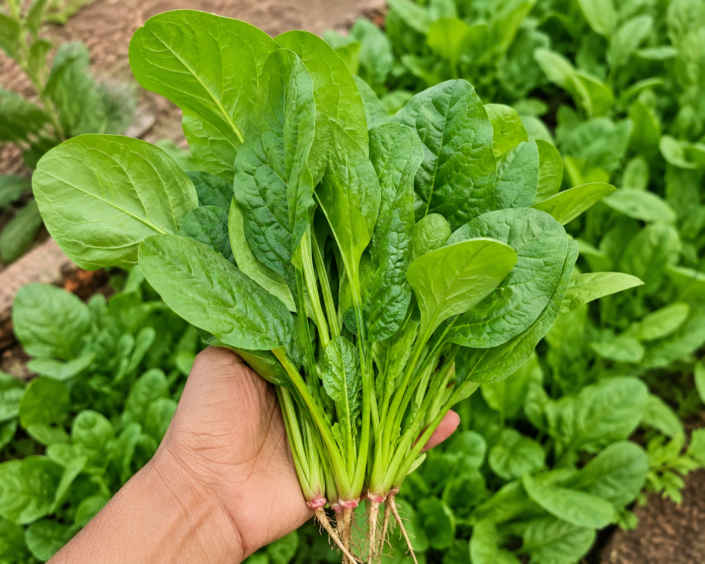 Spinach (పాలకూర)