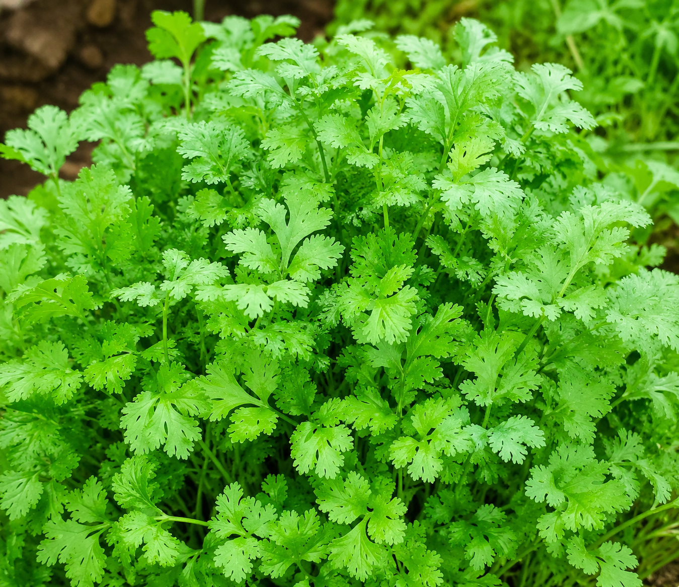 Coriander (కొత్తిమీర)