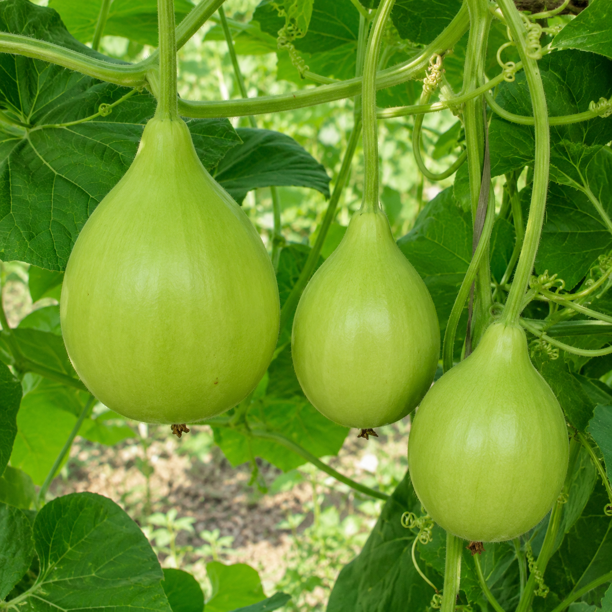 Bottle Gourd Round Seeds