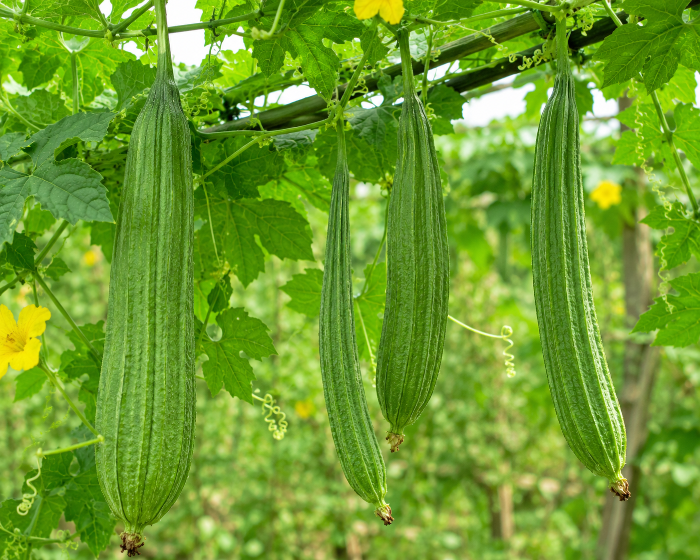 Ridge Gourd (బీరకాయ)