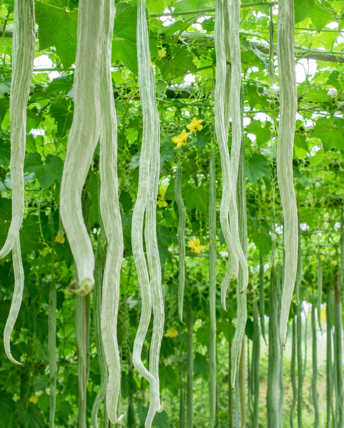 Snake Gourd (పొట్లకాయ)