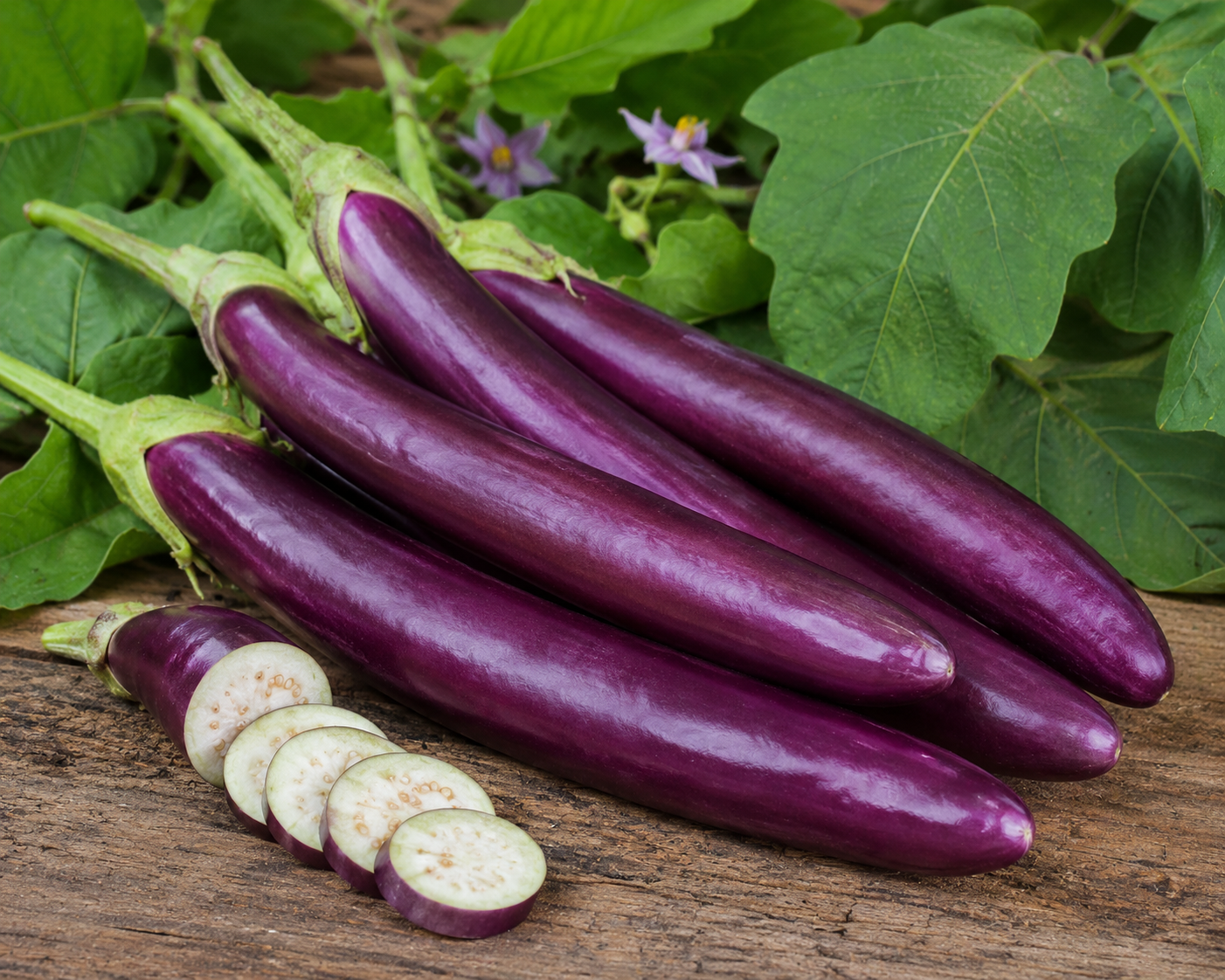 Purple Long Brinjal
