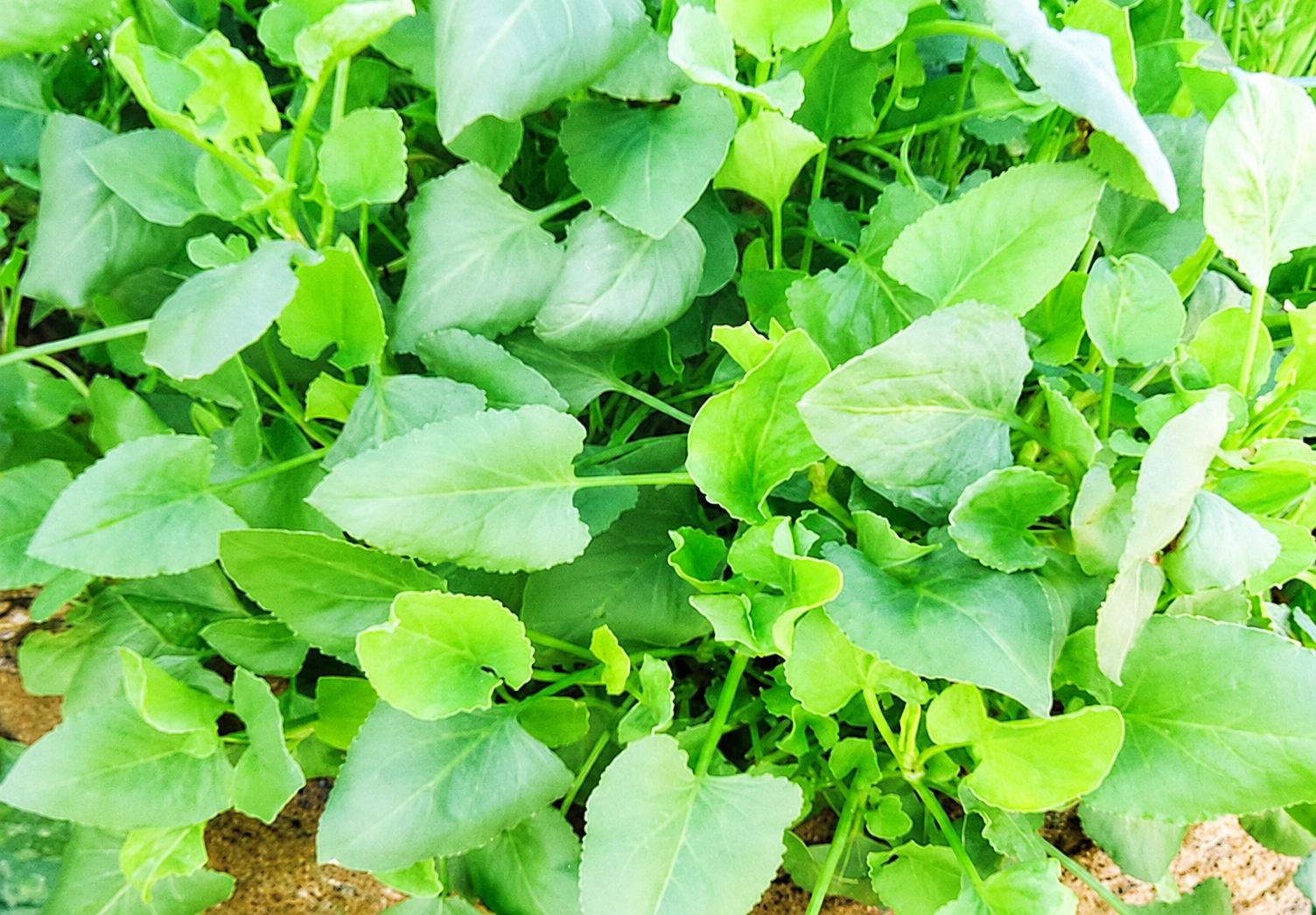 Chukka Kura (చుక్కకూర)