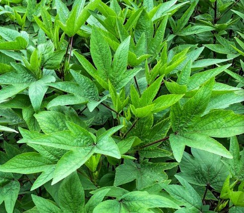 Roselle Seeds (గోంగూర)