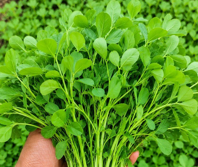 Fenugreek (Methi - మెంతికూర)