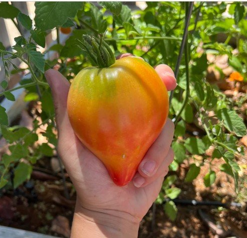Karen Olivier: The Canadian Breeder Behind Stunning Heirloom Tomatoes
