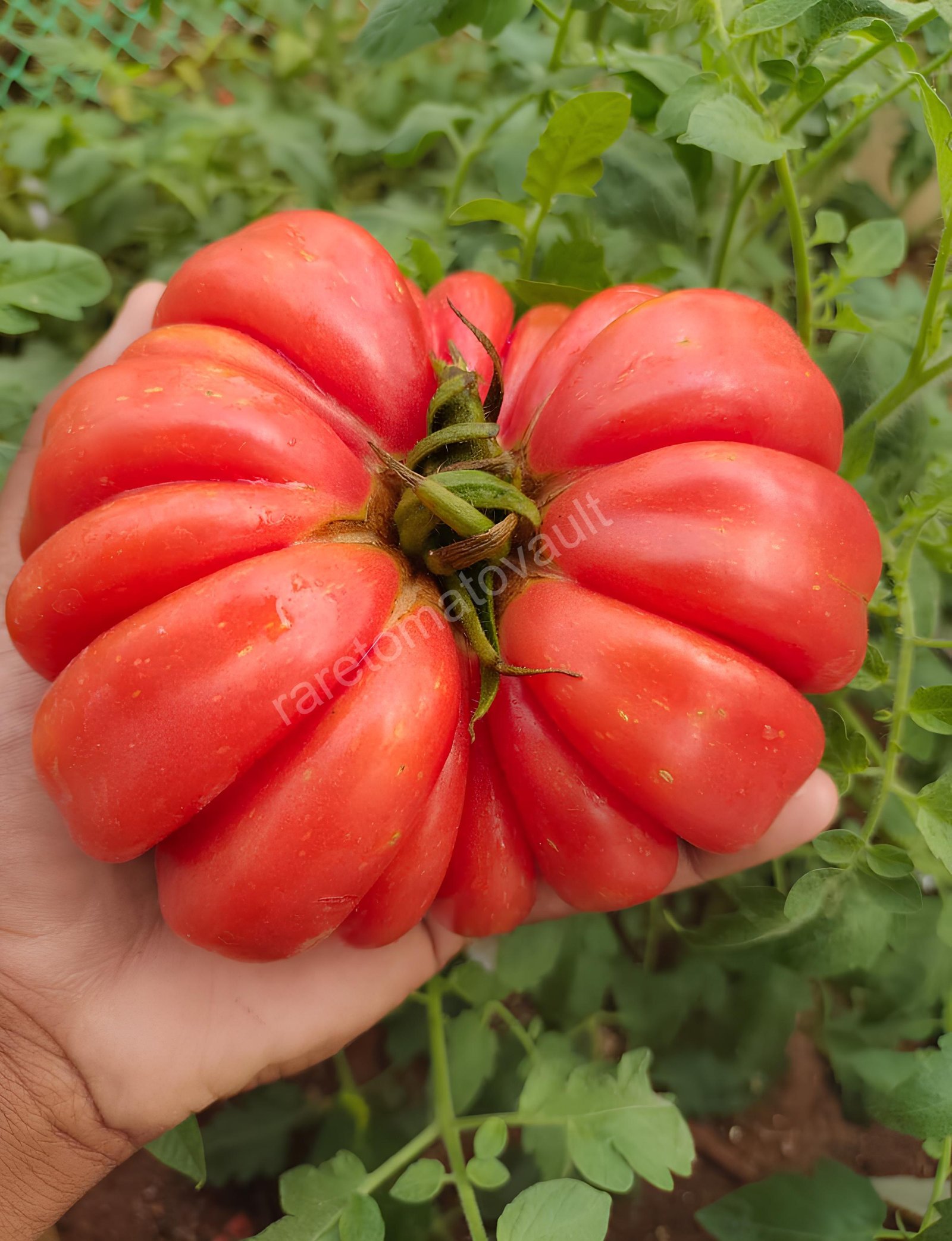 Mushroom Basket Tomato 