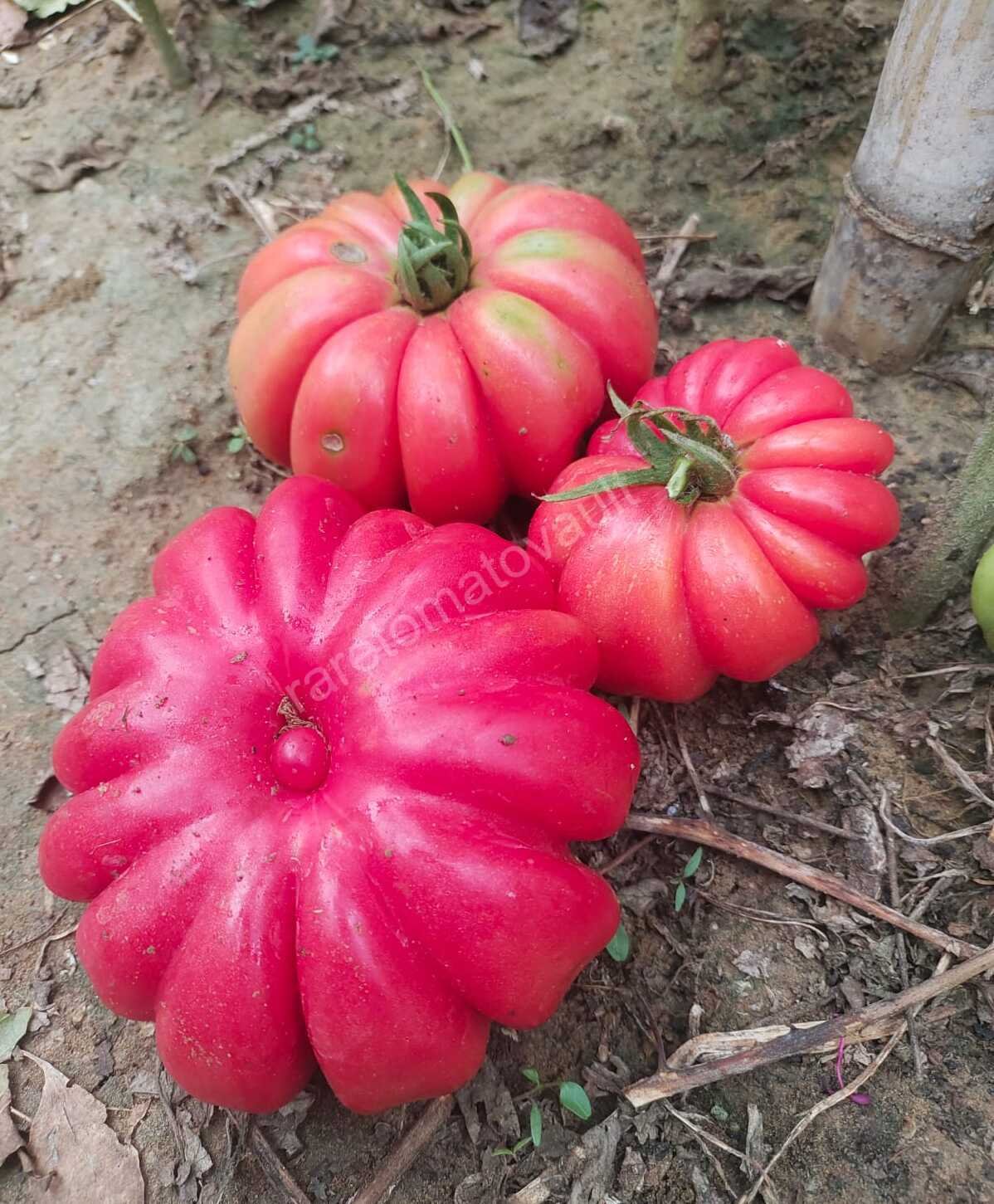Mushroom Basket Tomato 