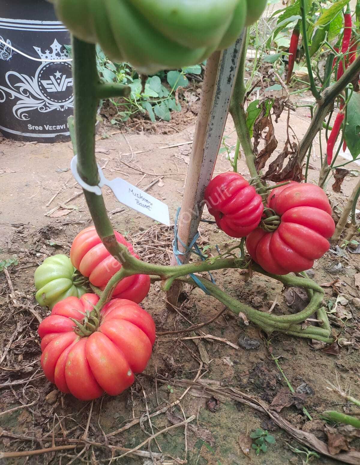 Mushroom Basket Tomato 
