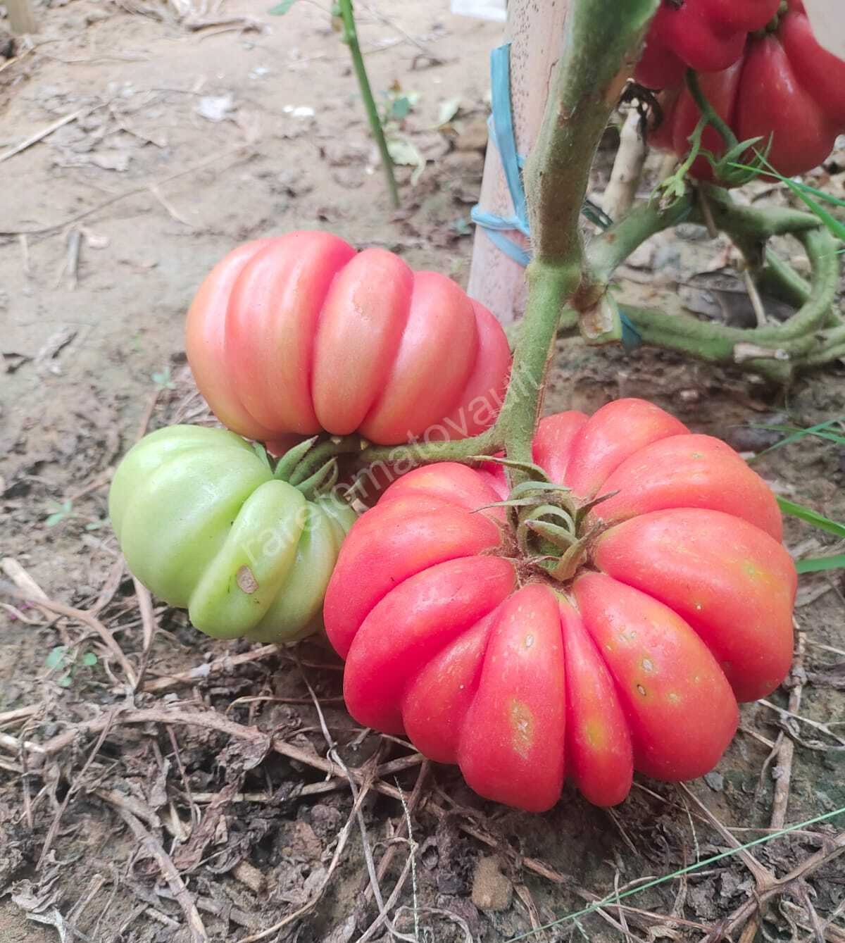 Mushroom Basket Tomato 