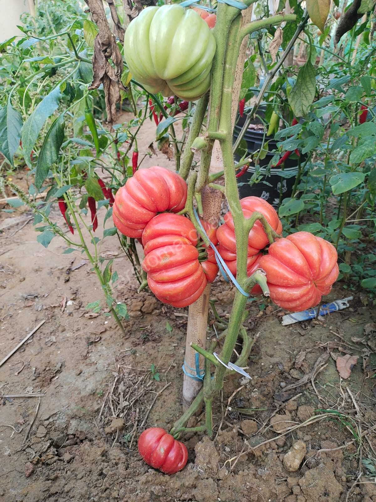Mushroom Basket Tomato 