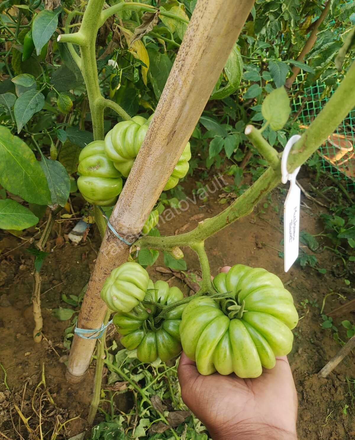 Mushroom Basket Tomato 