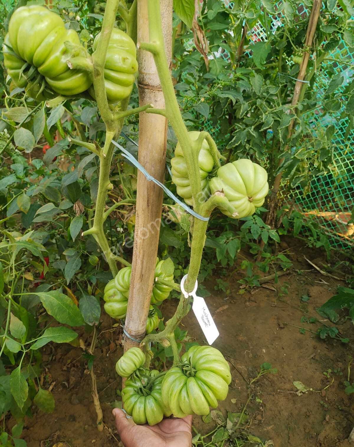 Mushroom Basket Tomato 