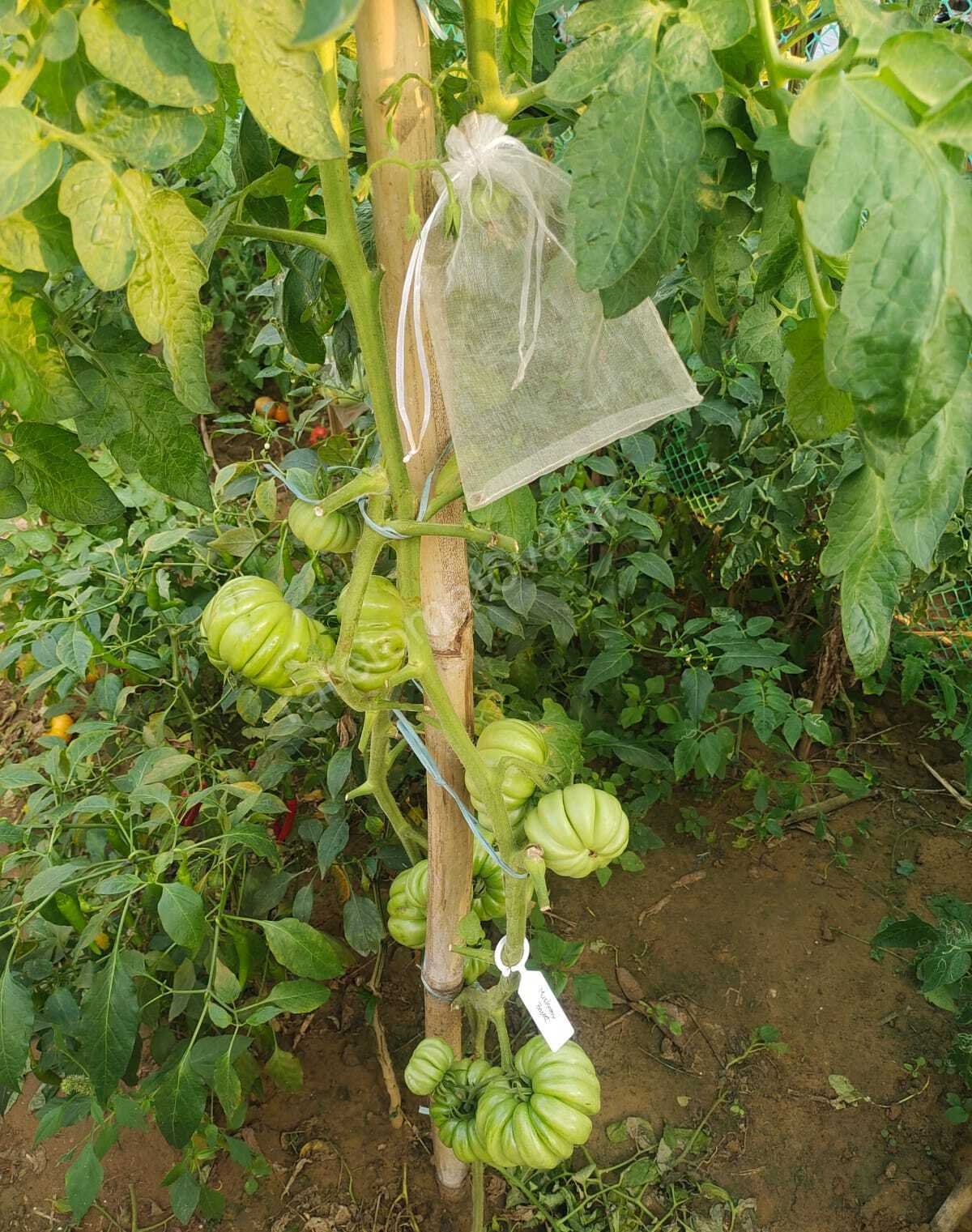 Mushroom Basket Tomato 