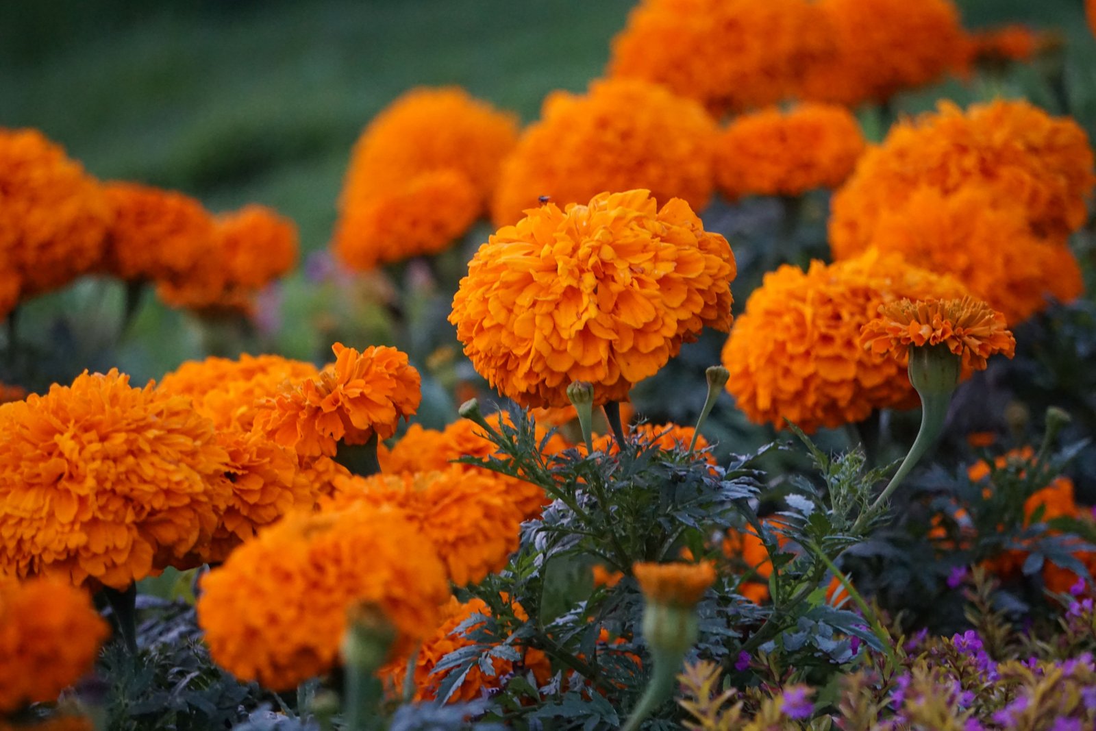 Mariegold Seeds