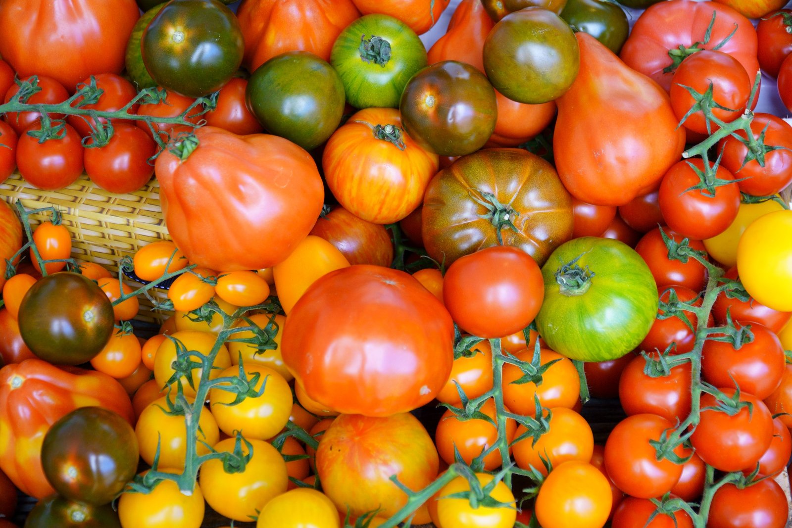 Top 10 Heirloom Tomatoes Every Gardener Should Grow