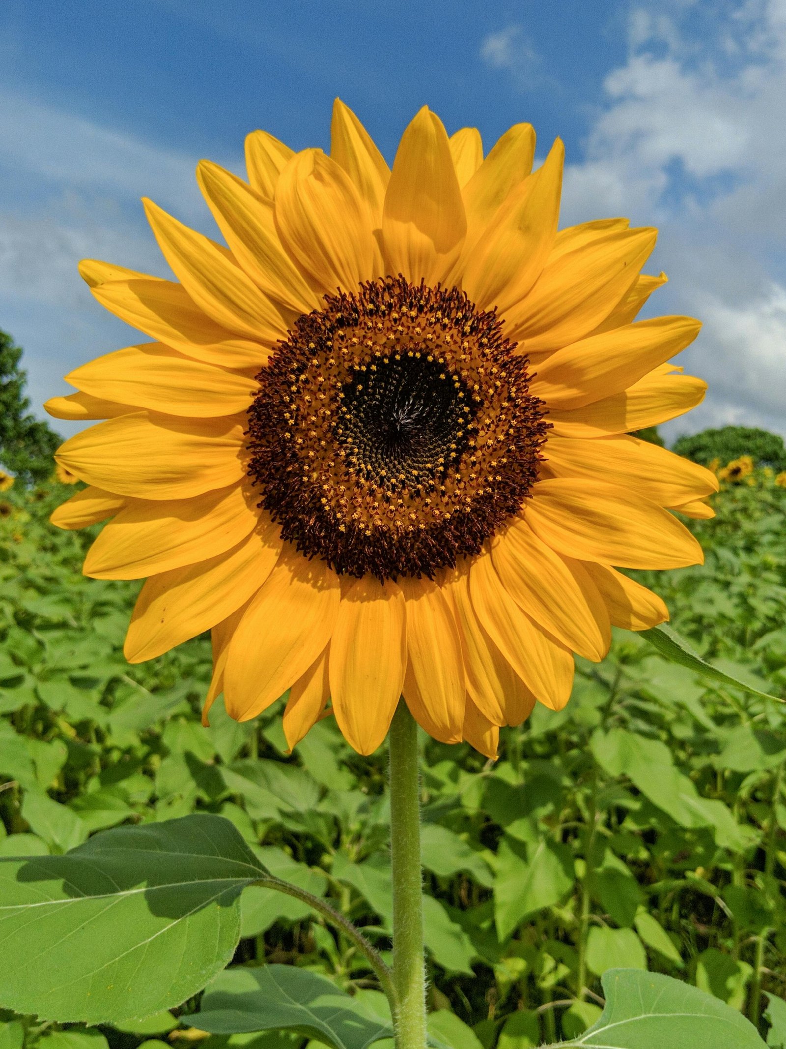 Sunflower Seeds