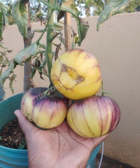 Sart Roloise Tomato (Belgium)