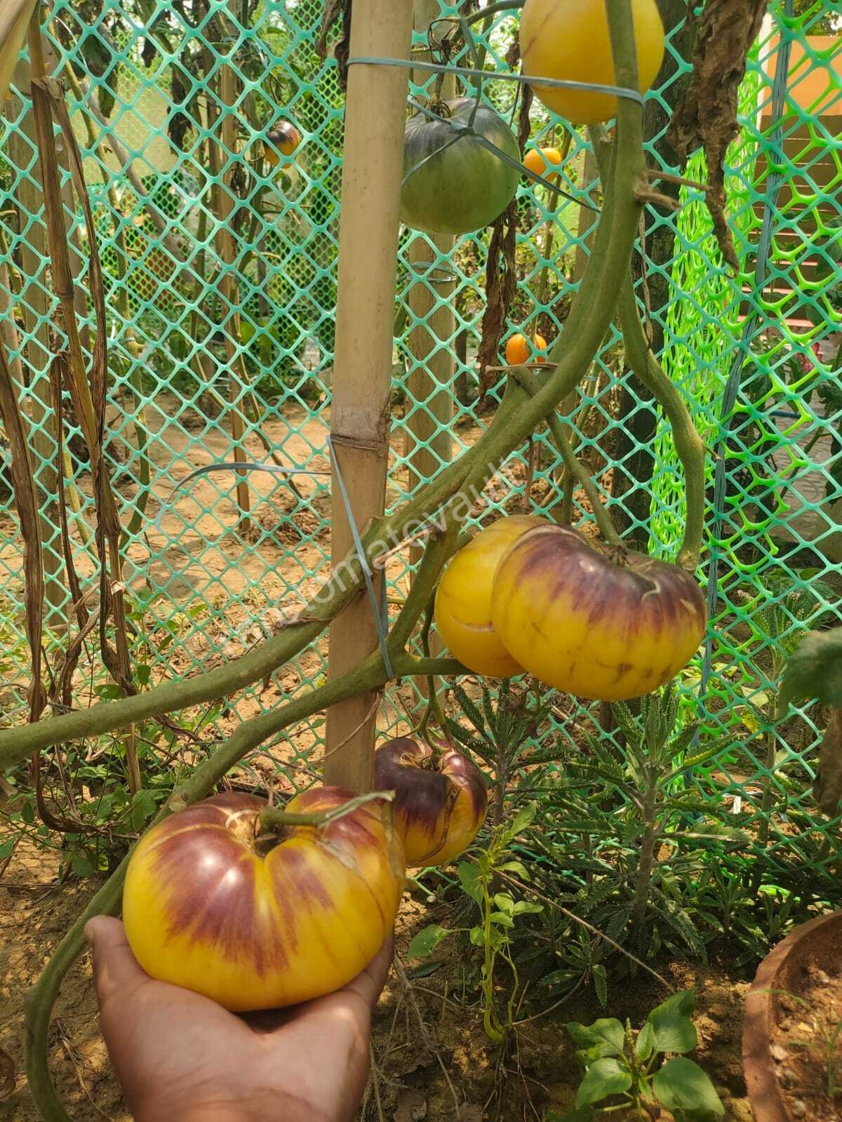 Sart Roloise Tomato (Belgium)