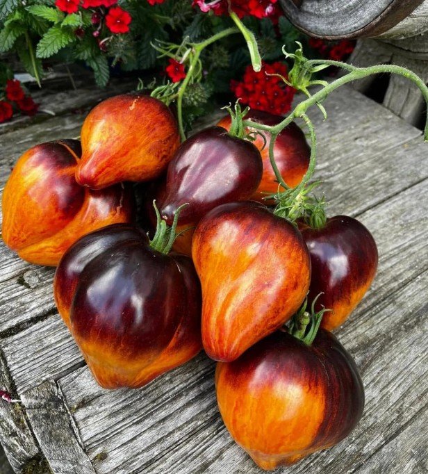 Top 10 Sofia Sakova Tomato Varieties You Must Grow in 2026