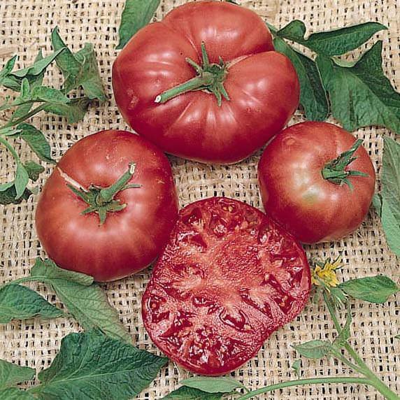 The History of Brandywine Tomato: America's Most Famous Heirloom Tomato
