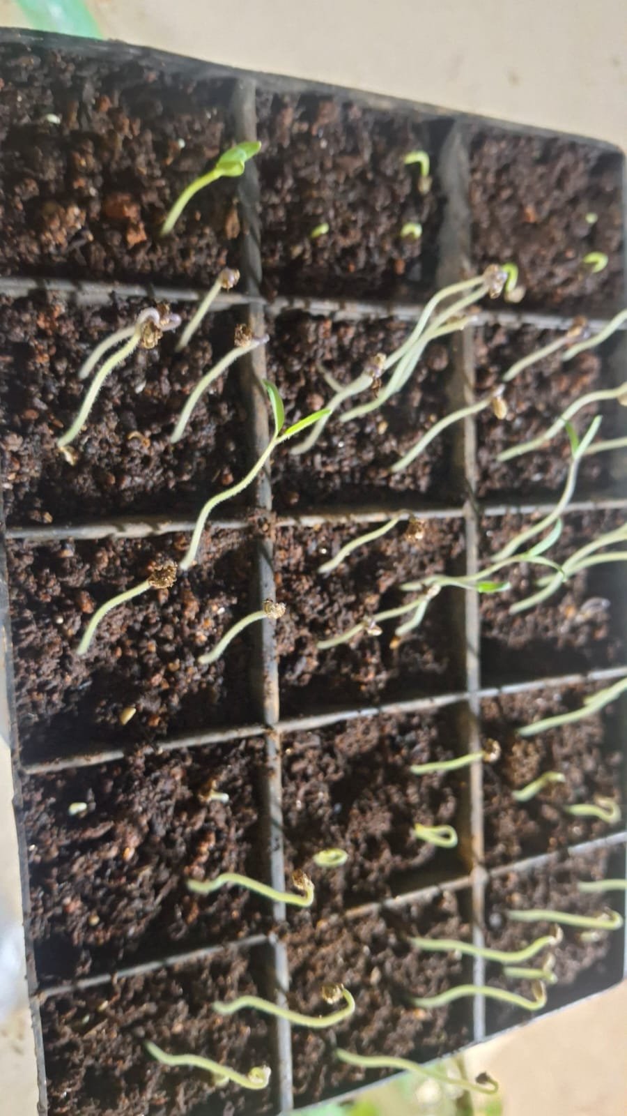 Growth Photo