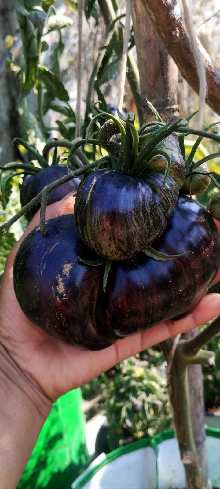 Growth Photo