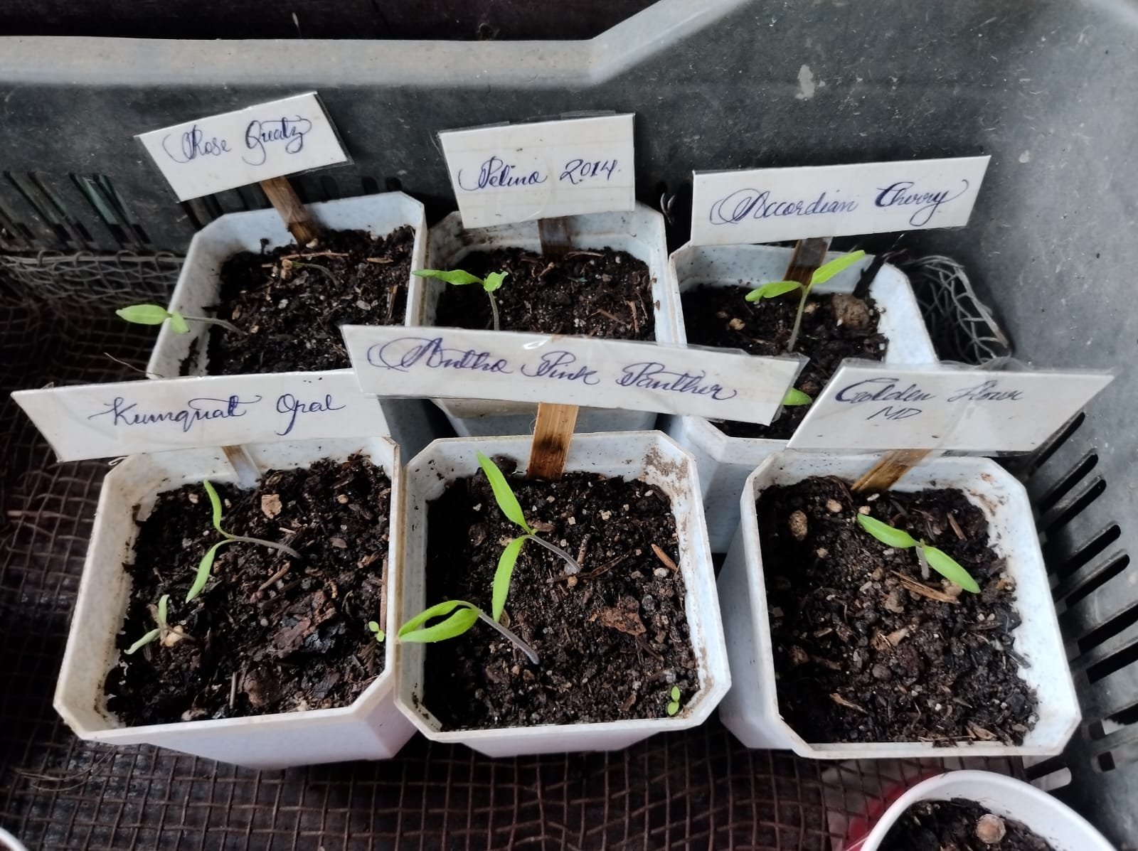 Growth Photo
