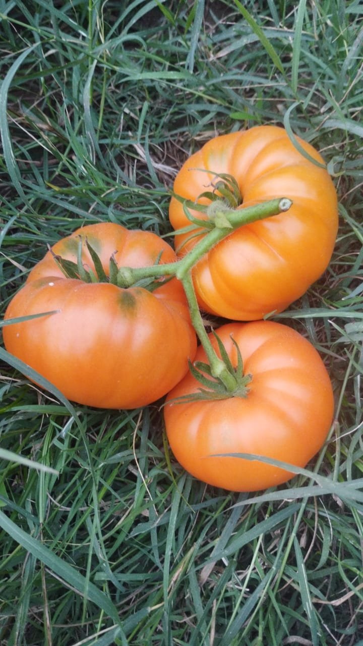 Growth Photo