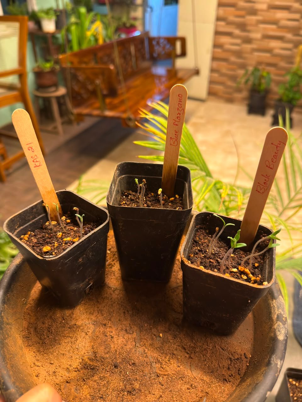 Growth Photo