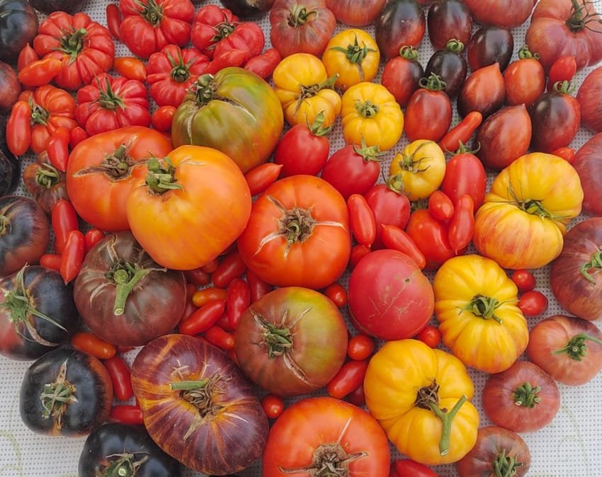 Top 10 Heirloom Tomatoes Every Gardener Should Grow
